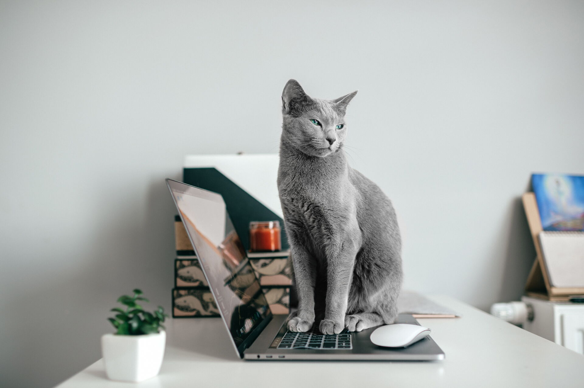 Symbolbild Katze
