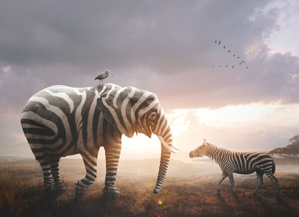 Ein Elefant mit Zebrastreifen zieht die Aufmerksamkeit auf sich, während eine Zebra im Hintergrund steht und ein Vogel auf seinem Rücken sitzt. Betont die Bedeutung von auffälligem Design und effektivem SEO, um im Internet wahrgenommen zu werden.